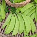 Légumes Secs - Pois Mangetout Carouby de Maussane - 20 m - face recto